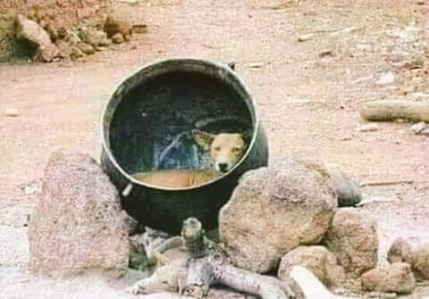 gwingwifarie's tweet photo. Susan aikanga nyama kapoto kachitendera awanikwa. 
#JusticeForSusanMutami 
#RegisterToVoteZW https://t.co/wVEDAbvQH1