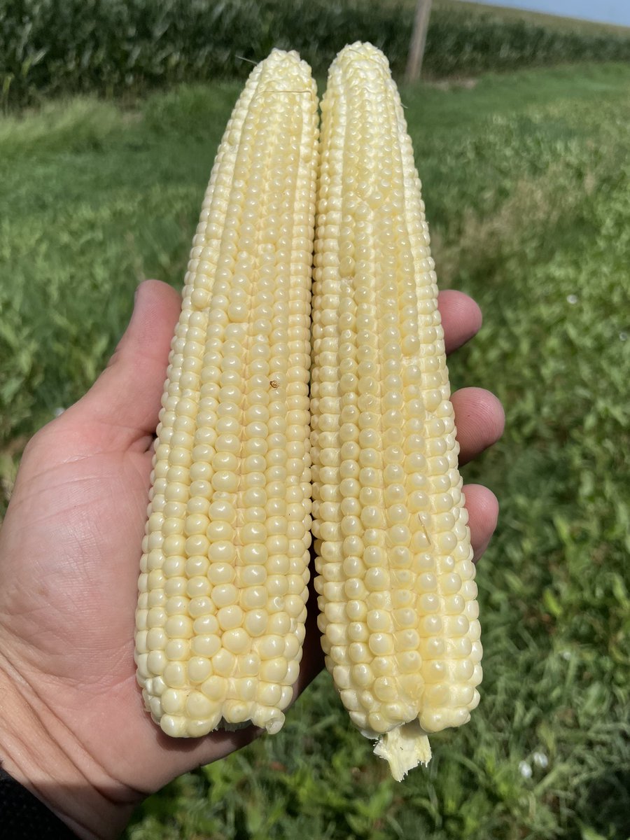 On this #fieldcheckupfriday we took a look at some 214-22STXRIB.  A leader here in central Nebraska. Planted April 22.  #placedtoperform