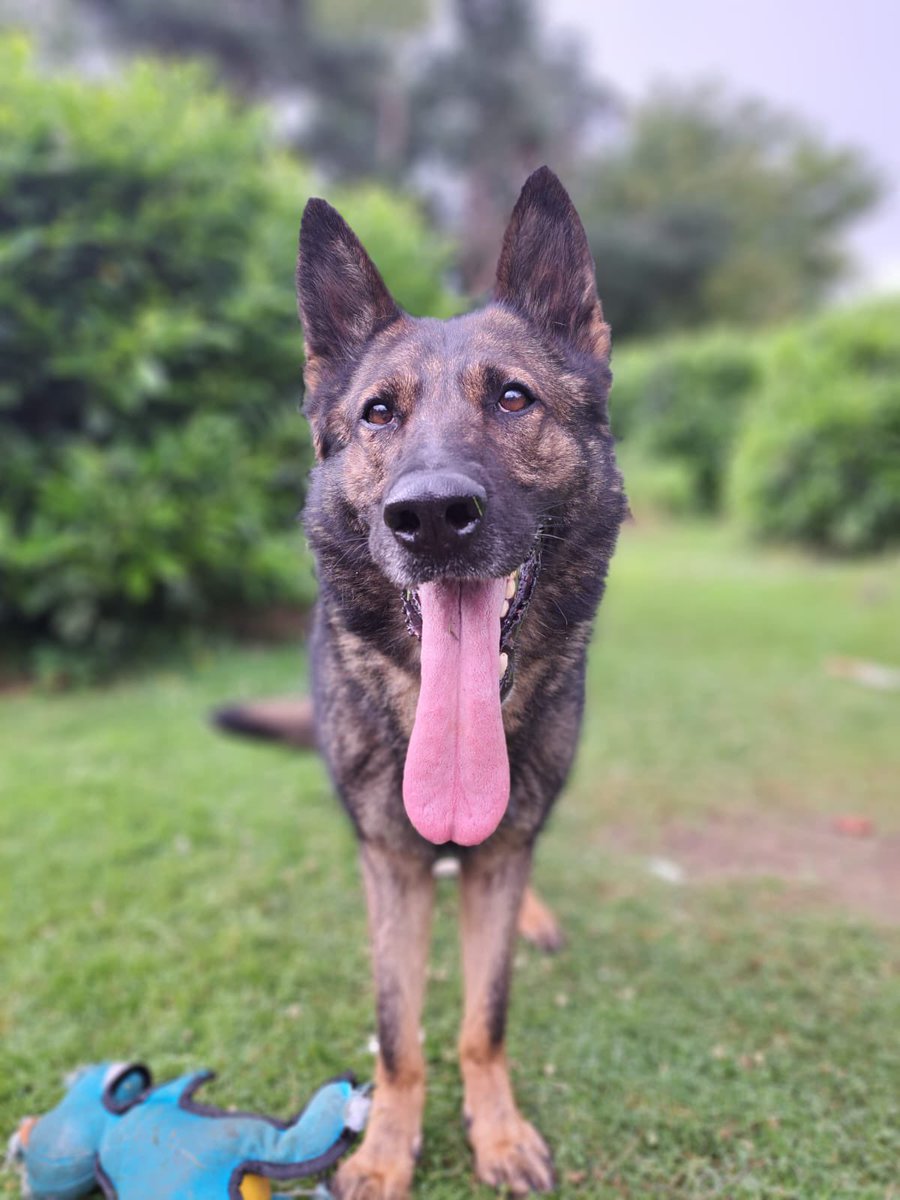 K9Scottish's tweet photo. EDIT! Apologies to #PDTilly and #PDRudi whose photos were missed but now included here 🤦🏻‍♀️ #TwitterNeedsAnEditButton https://t.co/EyeV4LzrOy