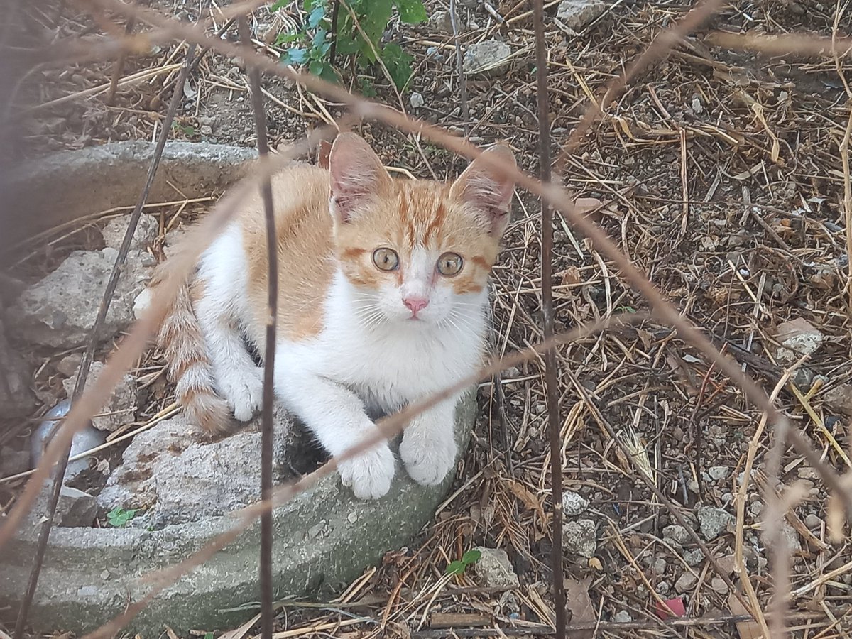 silentscrevms's tweet photo. RT AIUTIAMO QUESTI GATTINI A TROVARE UNA FAMIGLIA
È una cucciolata di 5/6 gattini, nati in campagna. Non sono abituati a stare in casa ma con un pò di pazienza e tanto amore diventeranno dei coccoloni. Si trovano in provincia di Salerno. Se interessati contattatemi al 3341111229 https://t.co/GPxCJazkcb