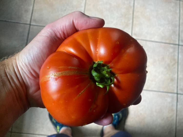 diamondjim56's tweet image. Now, THAT'S a tomato.
#freshtomatoes #blt #gardenlife
