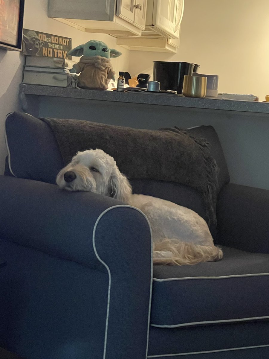 bayleekperry's tweet photo. Mika and the armchair. A love story. https://t.co/D0kaAyIU0b