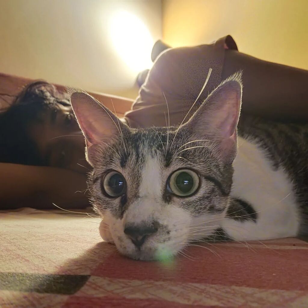 ankur_chipps's tweet photo. Tumhe aankhon mein basaya, tumhe dil mein bithaya, koi tumse na lenge kiraya 👽 https://t.co/fcqdcbzJp7 https://t.co/w3SWtMRa88