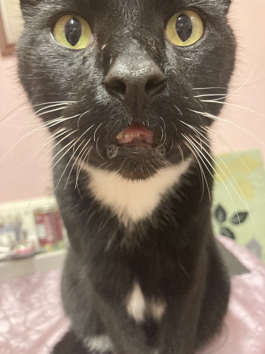 Kathy 🐈‍⬛💐🐈‍⬛💐🐈 tweet media