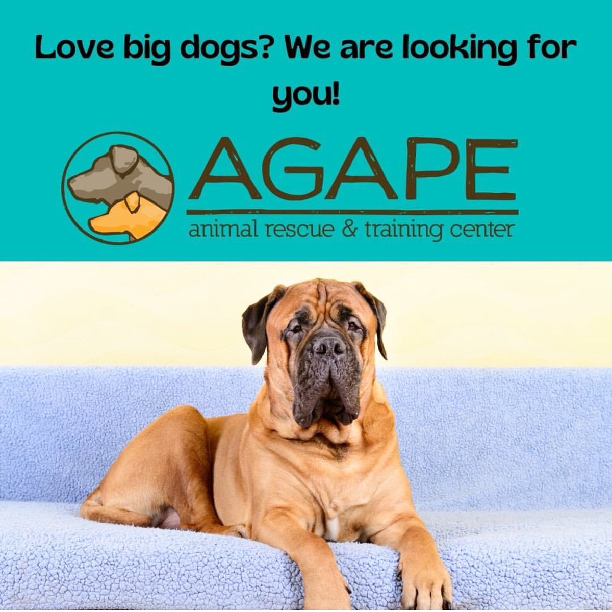 WE ❤️ BIG DOGS… We can not lie!

Adopt or Foster mighty loving puppers from <a href="/AgapeRescue/">Agape Animal Rescue & Training Center</a> Contact them direct for more info. ✌️❤️🐶 #tinybutmighty #adoptdontshop #foster