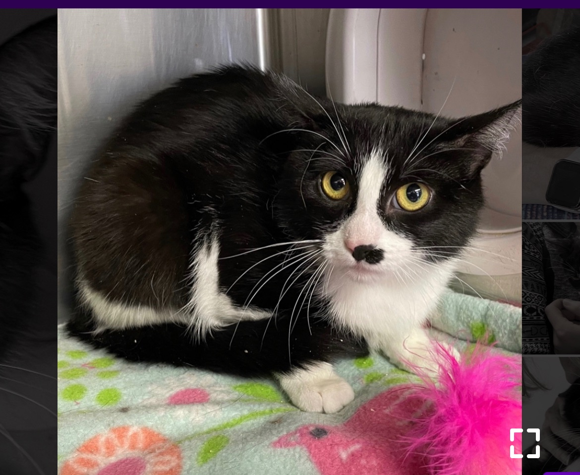 PrimroseTheCat_'s tweet photo. Me at the shelter, then me 10 days later!
#CatsOnTwitter #cats #love https://t.co/OuJxiGlDzj