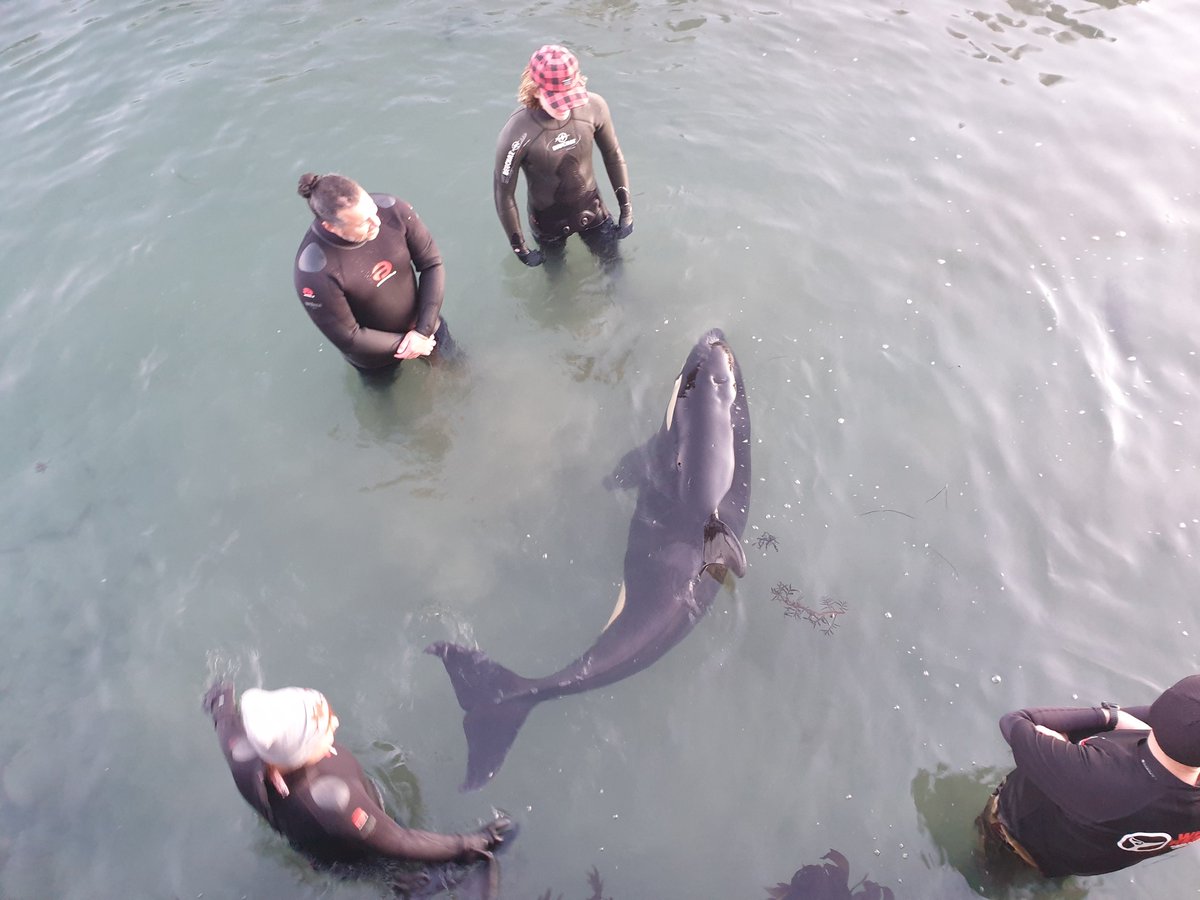 Dr Ingrid N. Visser (PhD) tweet media