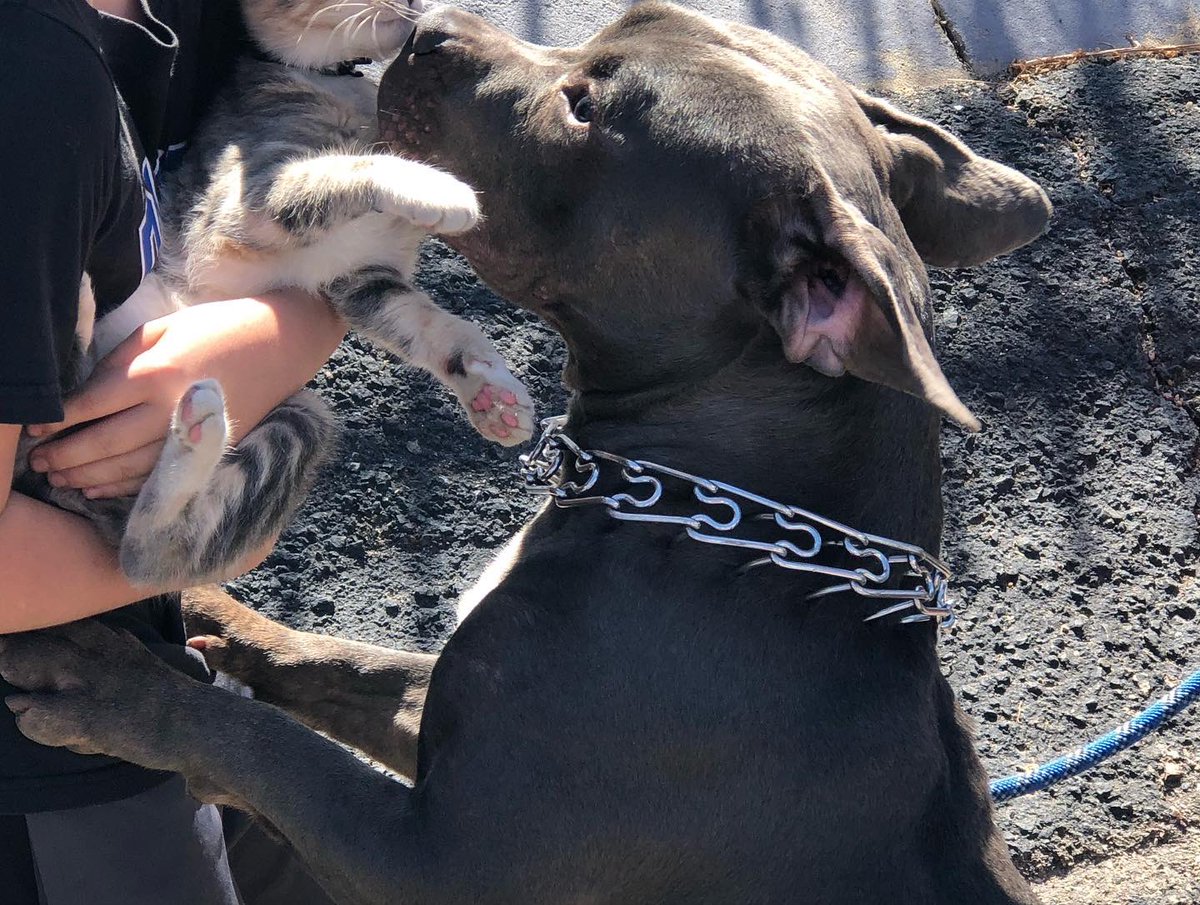 Cat stuck in a tree? No problem for <a href="/IAFF1309/">West Metro Professional Firefighters</a> and <a href="/WestMetroFire/">WestMetroFire</a> ...facebook.com/27847963560229…