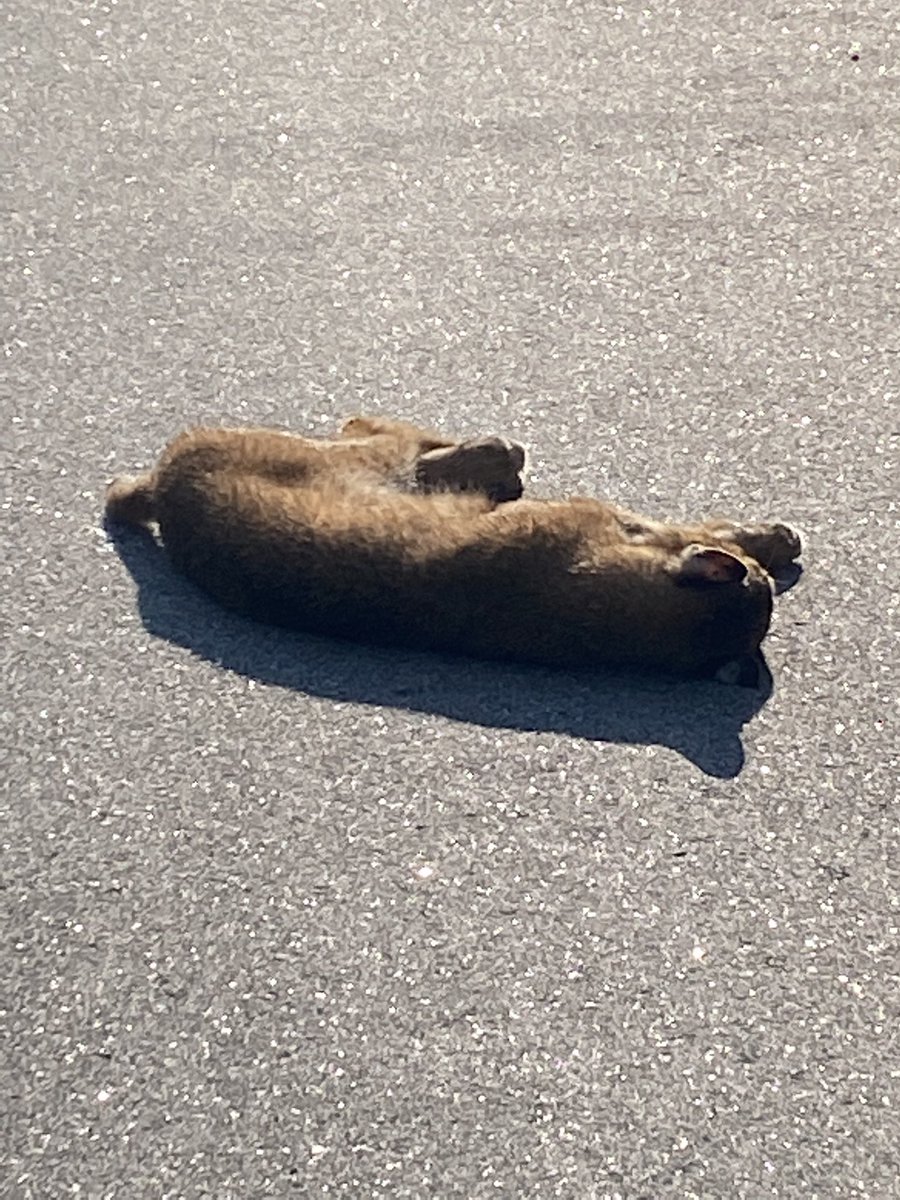 abosnian's tweet photo. Just saw on road to Goose Rocks Beach.  House cat?  Bobcat? #GooseRocksBeach, #Kennebunkport https://t.co/UCXuxAmIZj