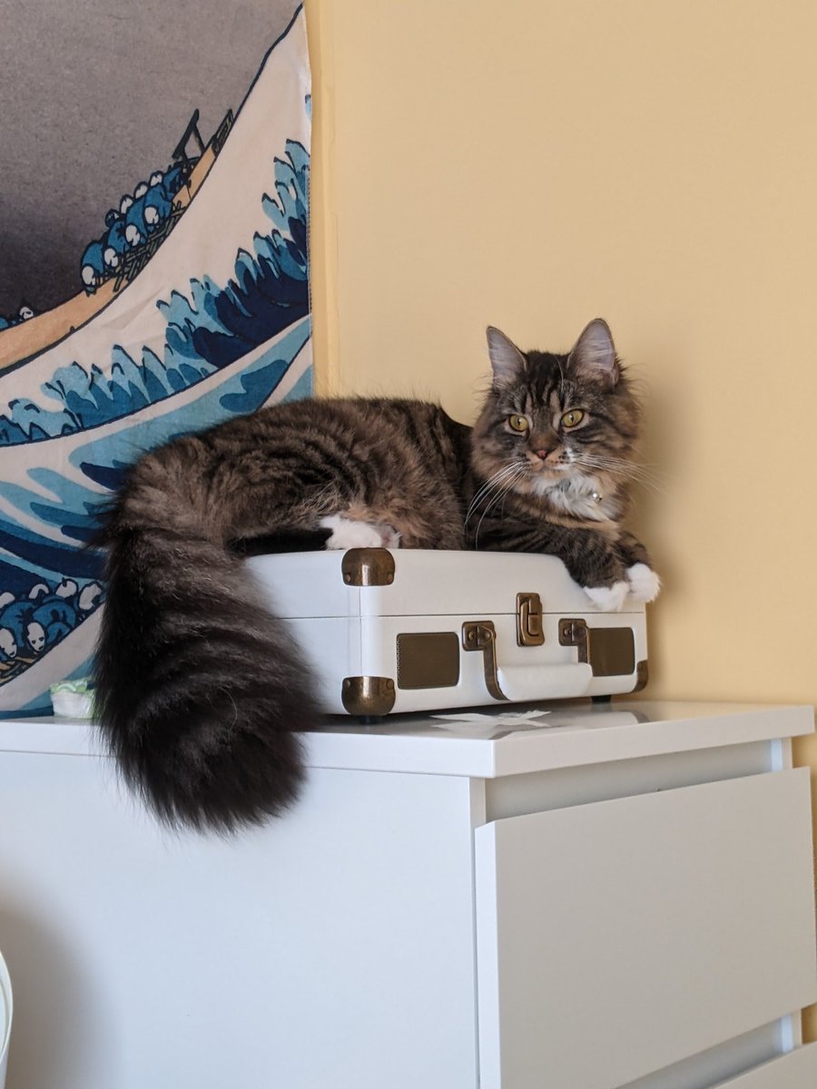 rescue_syd's tweet photo. Ok mum said enough about the rescues and she will focus on me for now π Throwback to me being magnificent! #Throwback #Magnificent #mainecoom #cats #CatsOfTwitter #CatsOnTwitter #TabbyTroop #rescue #rescuecat #itsallaboutme #thattail #floofy https://t.co/qeLwg7NvHP