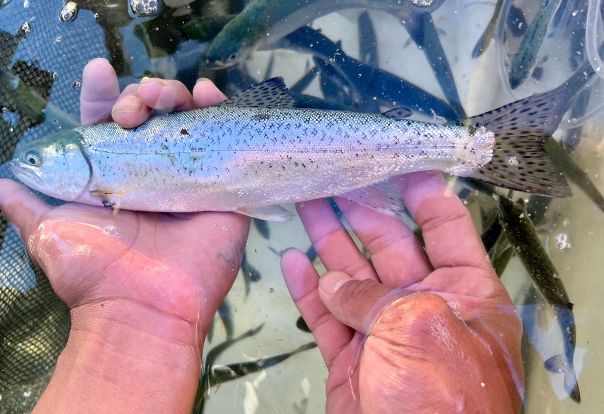 Longlivekings's tweet photo. #SurviveTheSound in real life! This beautiful juvenile #steelhead turned up in our purse seine net off Camano Island, the first one the team has seen this summer. Like Chinook and other listed species we find in sampling surveys, this fish was released back to the Sound. ππ https://t.co/X14xzoBasX