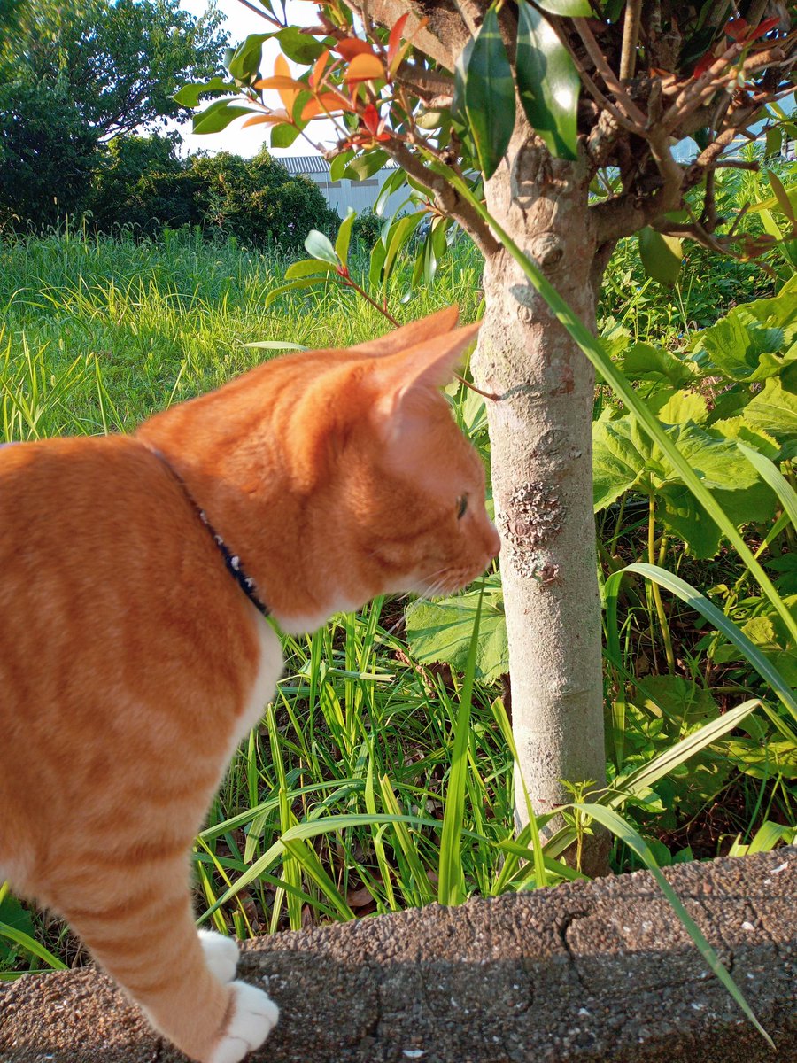 liftman06's tweet photo. 恒例の土日お散歩🐱
今日も暑くなりそうなので
朝6:00からのスタート https://t.co/5zYIViFUGq