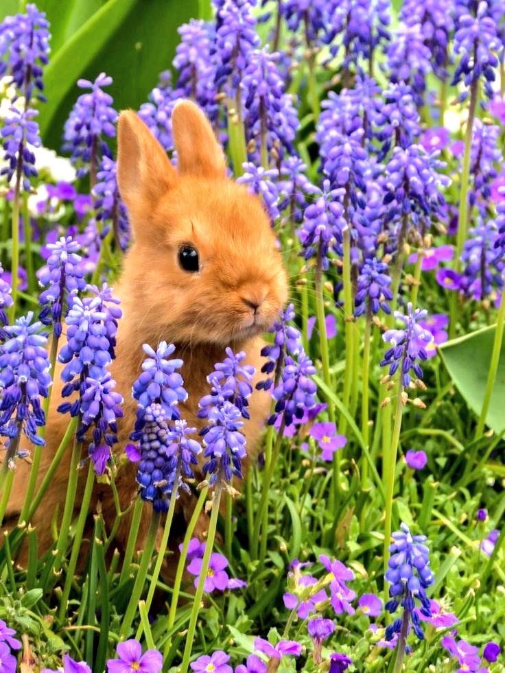 sanriolin's tweet photo. Oh to be a bunny frolicking in a field full of flowers.. 🪷 https://t.co/JiQM97HlHc