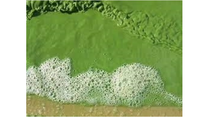Cyclopeptides Natural Products as Herbicides and Inhibitors of Cyanobacteria: Synthesis of Versicotides E and F (Serra) @Qfarm_UdelaR; @Anth_LP; <a href="/GloriaLSerra1/">Gloria L Serra</a> onlinelibrary.wiley.com/doi/10.1002/sl…