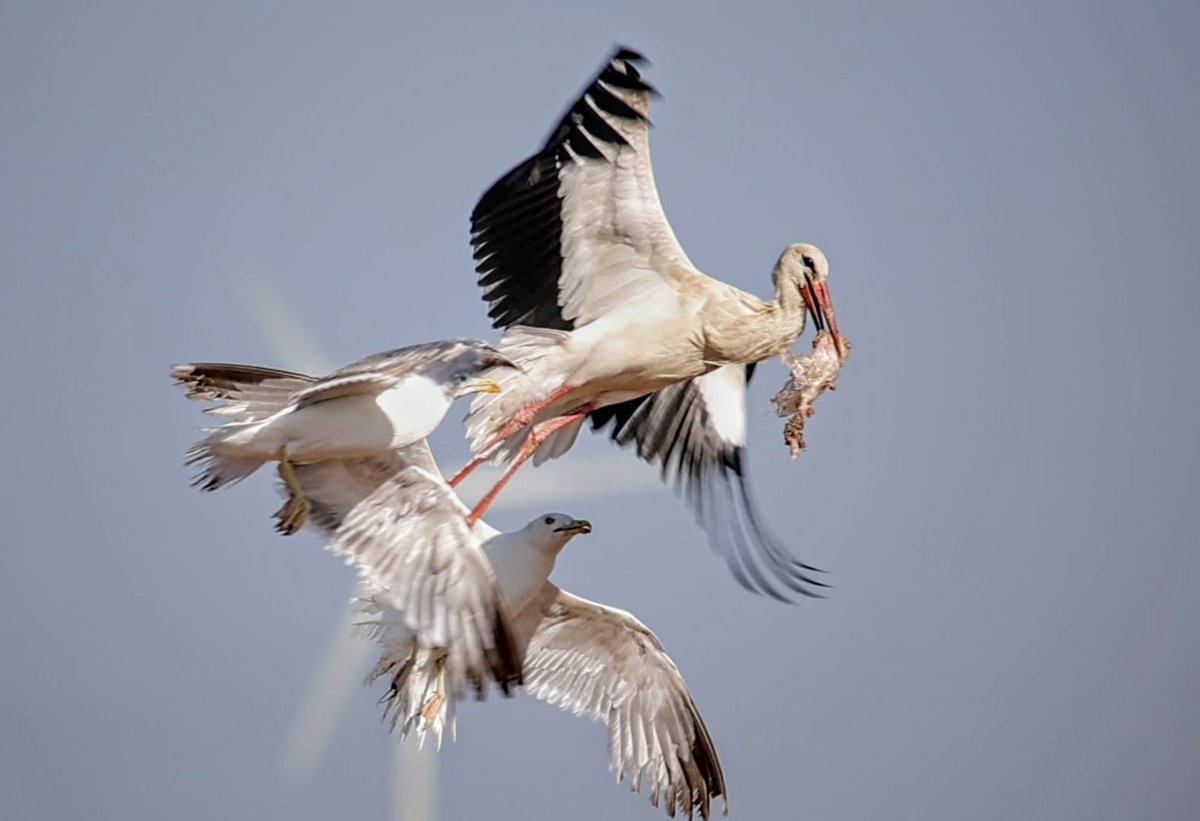 When plastic become a precious resource for #birds: 95% of yellow-legged #gull’s nests we analysed from #saltpans in Cadiz bay (SW Spain) contained #plastics. Thanks kike @foto_con_ciencia for this impressive image! #guanoplastic #plasticpollution <a href="/ebdonana/">Estación Biológica de Doñana - CSIC</a> <a href="/ajgreen_lab/">GreenLab</a> <a href="/ISSLR_/">ISSLR_saline lakes</a>