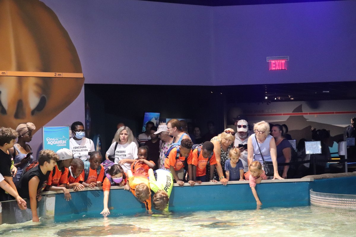 GramenAction's tweet photo. Éduc - Plaisirs - Camp d'été francophone 2022
Première sortie de la deuxième semaine du camp à Ripley's Aquarium of Canada. Les participants ont eu la chance d'observer, d'apprendre et d'interagir avec les créatures aquatiques de la Terre. https://t.co/bX3xxTocQf
