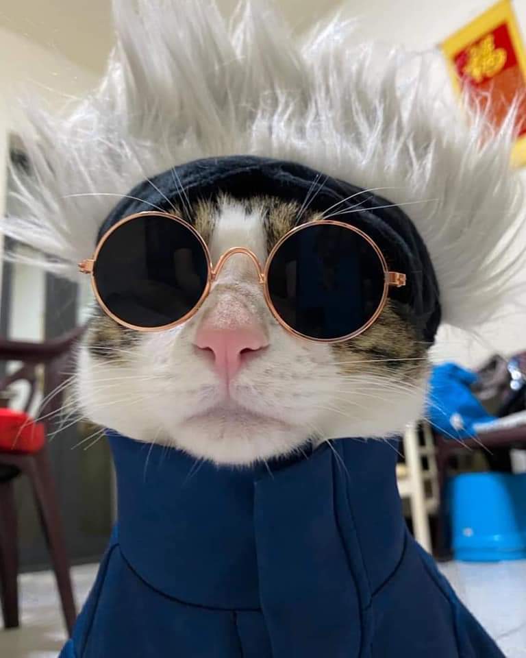 tomodachidesu_'s tweet photo. Gojo cat 😁 https://t.co/SB0mTmj20J