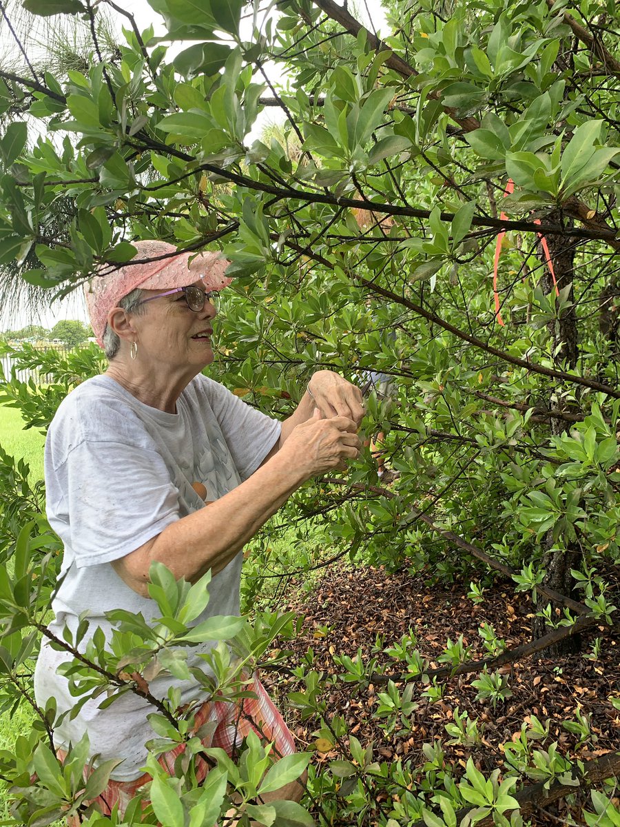BrowNatOrchids's tweet image. Great morning installing Encyclia tampensis and Epidendrum nocturnum in Stunson Nature Trail today. Beautiful spot!