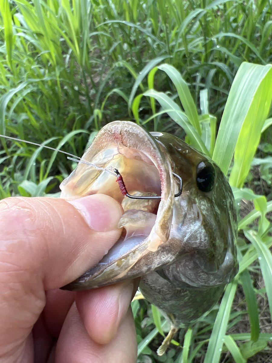 ドロップショットミノー　DS
色々やったがコレだけ別格の反応。
何故だ…
😎  ハンドパワーです(Mr.マリック)
🧔🏻‍♂️  ハンドポワードです(Mr.ニシネ)

良いんだよ…わかる奴だけで😑