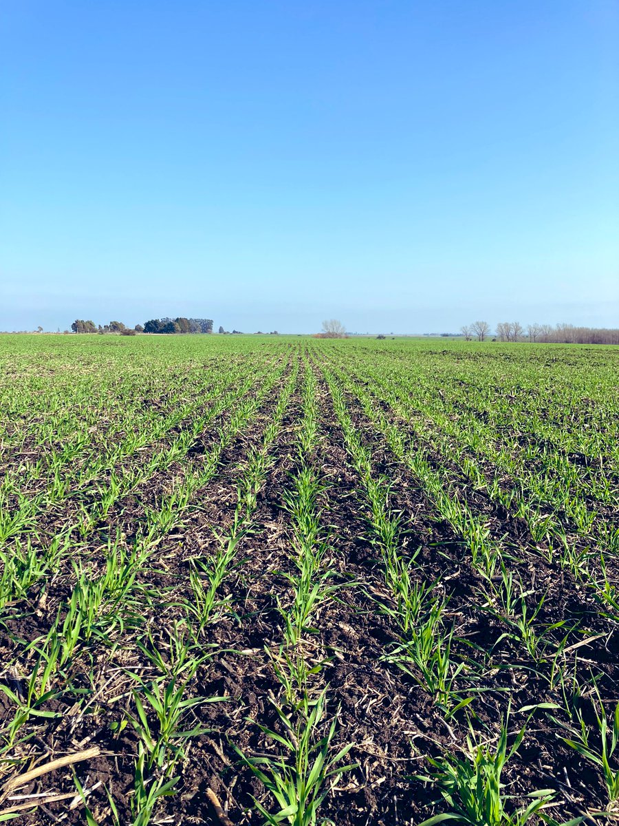 Maltería Oriental SA tweet media