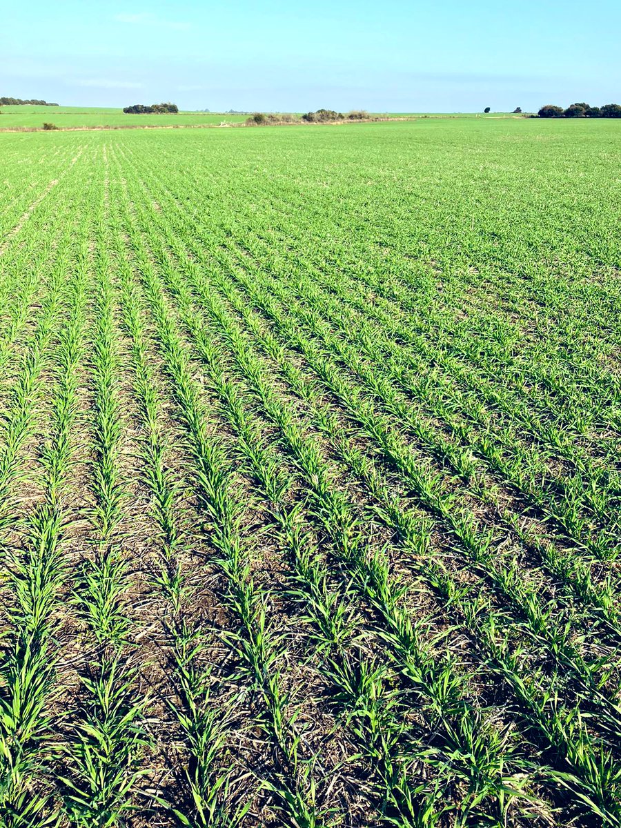 Cultivos en carrera! 
🌾🔀🍻

#barley
#cebadacervecera
#maltingbarley
