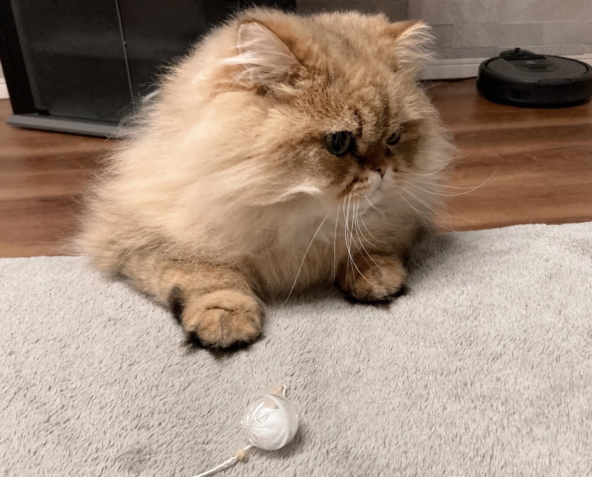 Uni 6 22 にょき 猫好きさんと繋がりたい 猫 子猫 ペルシャ猫 チンチラゴールデン かわいい Cat T Co Ezctedfex5 Twitter