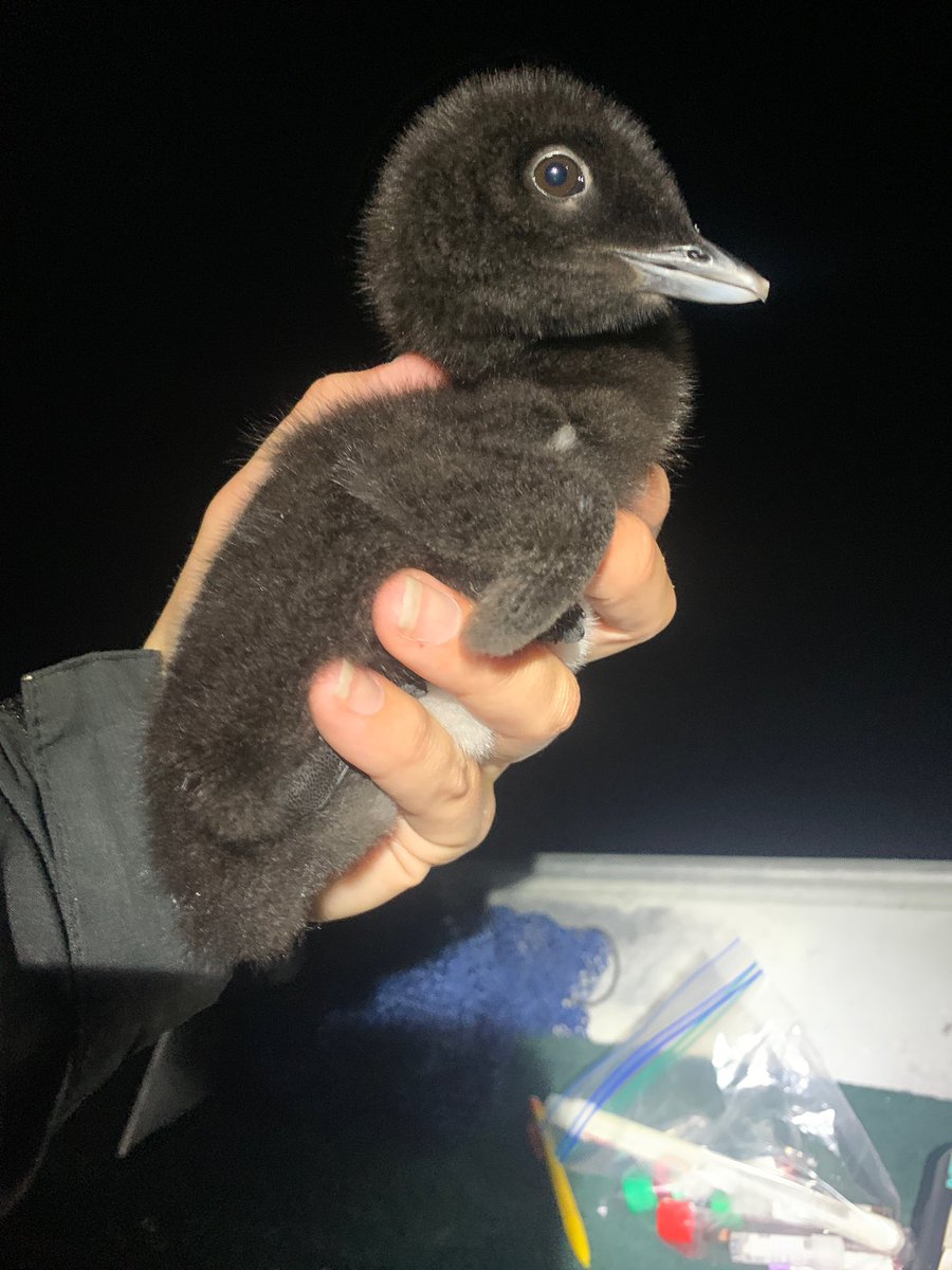 Just wrapped up two nights of common loon capture! Caught 16 adult common loons and a handful of chicks. All capture and handling is done with permitting. #FieldWorkFriday #fieldwork #Ecology  #ornithology <a href="/BiodiversityRI/">BRI</a>