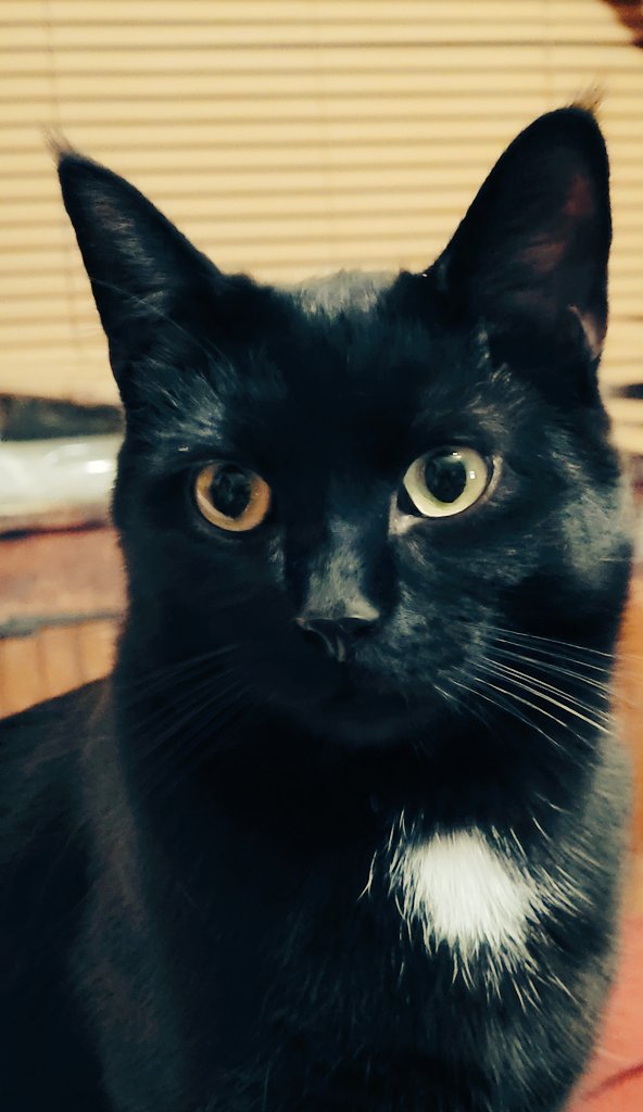 Are black cats  bad luck? Sid doesn't think so 😍 #CatsOfTwitter #BlackCatsRock