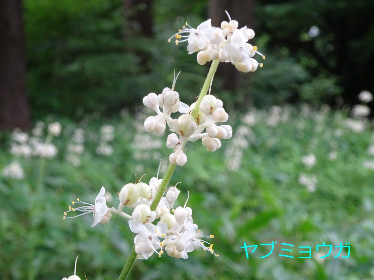今週のおすすめは涼しげな白い花 母と子の森のヤブミョウガの群生はおとぎ話の世界のよう バラ花壇のアメリカフヨウは大輪で見応え十分 温室横の バウヒニア フォルフィカタはたくさんの蝶が舞っているように見えます 最新の開花情報はこちら 新宿御苑 夏の花 今週のおすすめは涼しげな白い花 母と子の森のヤブミョウガの群生はおとぎ話の世界のよう バラ花壇のアメリカフヨウは大輪で見応え十分 温室横の バウヒニア フォルフィカタはたくさんの蝶が舞っているように見えます 最新の開花情報はこちら 新宿御苑 夏の花
