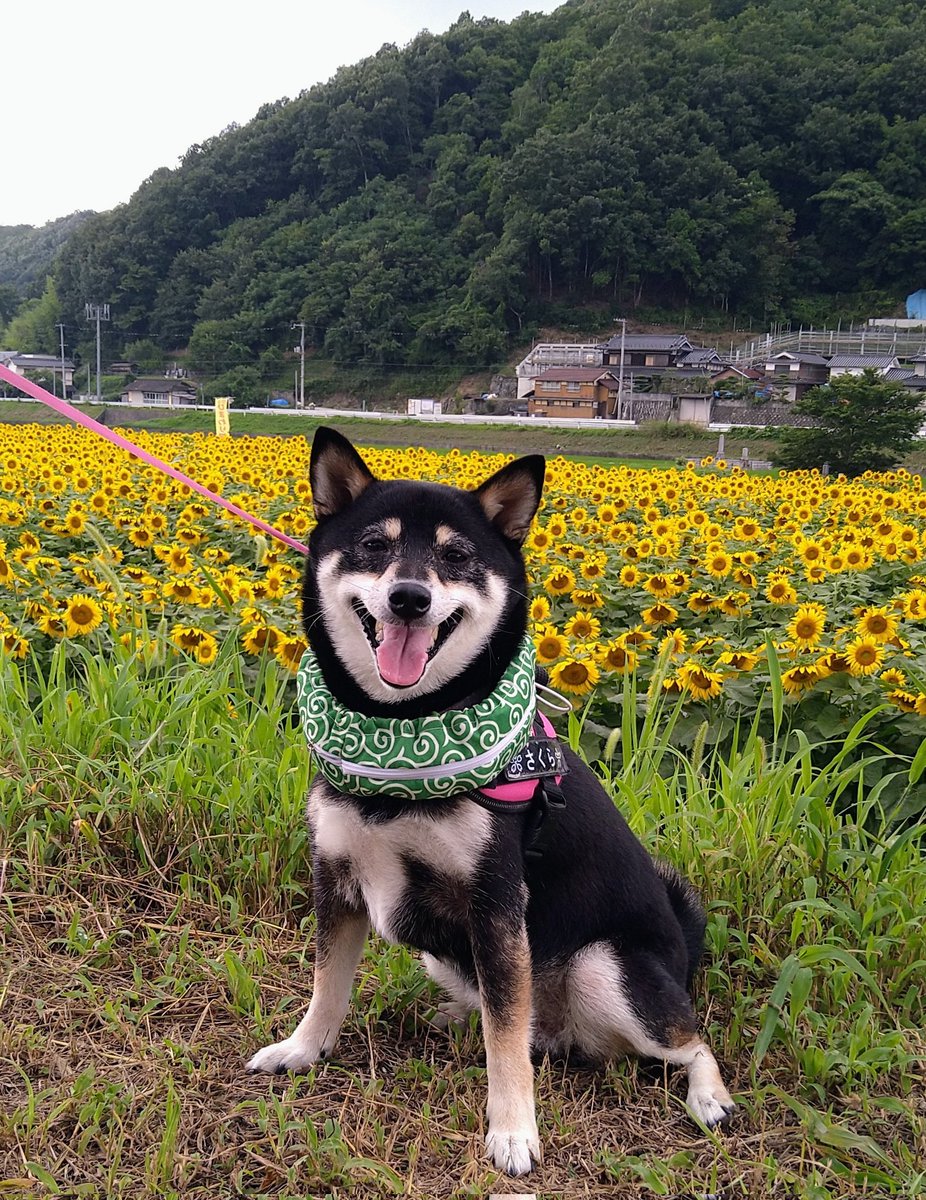 Sakura01Poa's tweet photo. この笑顔見れば一週間の疲れも癒やされる
#柴���
#黒柴さくら
#花
#笑顔 https://t.co/52MmvfE0cF