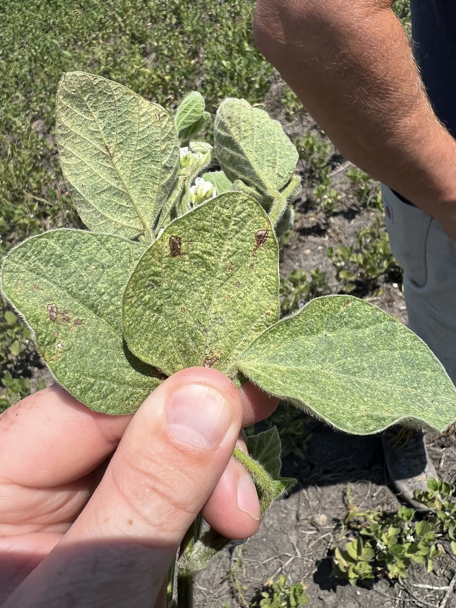 MOagMefford's tweet image. This week in Missouri silk clipping and spider mites are catching attention.  Luckily southern rust has quite shown up yet to rub salt on the wound. #agrigold #missouriag