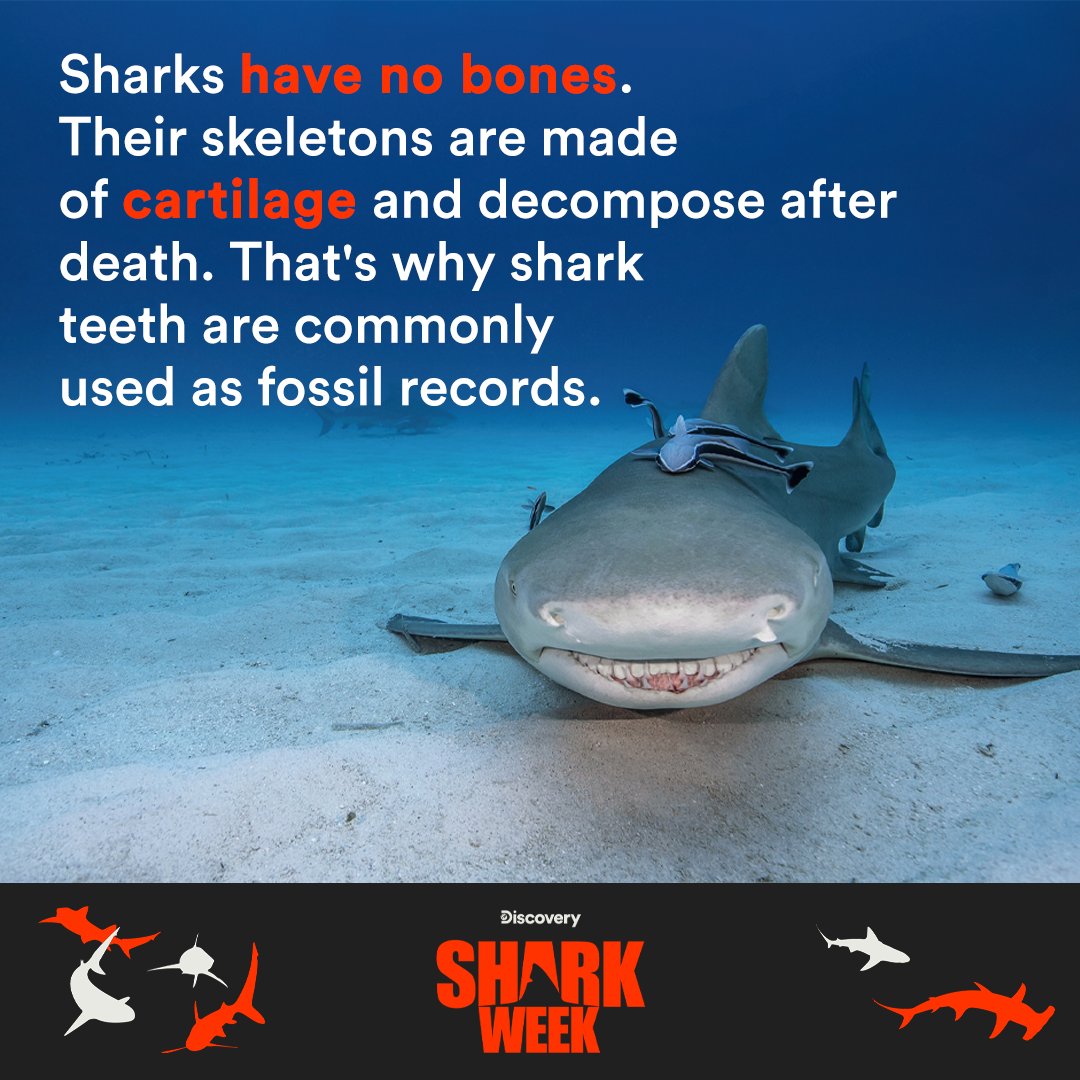 SharkWeek's tweet photo. Get ready for #SharkWeek with some shark facts 🦈 

🎉 Shark Week returns SUNDAY at 8p ET on @Discovery and @discoveryplus https://t.co/GwsNDbkPHK