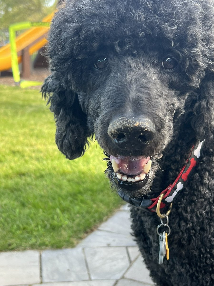 Sand on the nose…is this the dog equivalent of sand in the bathing suit?