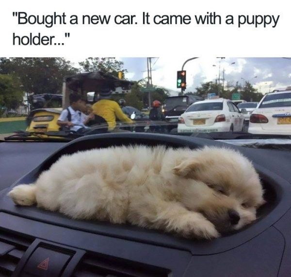 WholesomeMeme's tweet photo. https://t.co/RqGRWwnMUE
