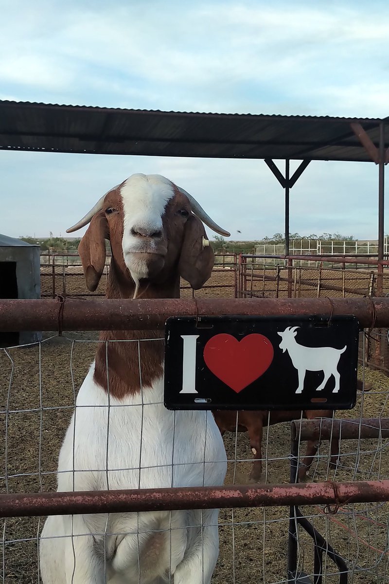 RepMaryGonzalez's tweet image. All the SASS ;)

#TXAG #txlege