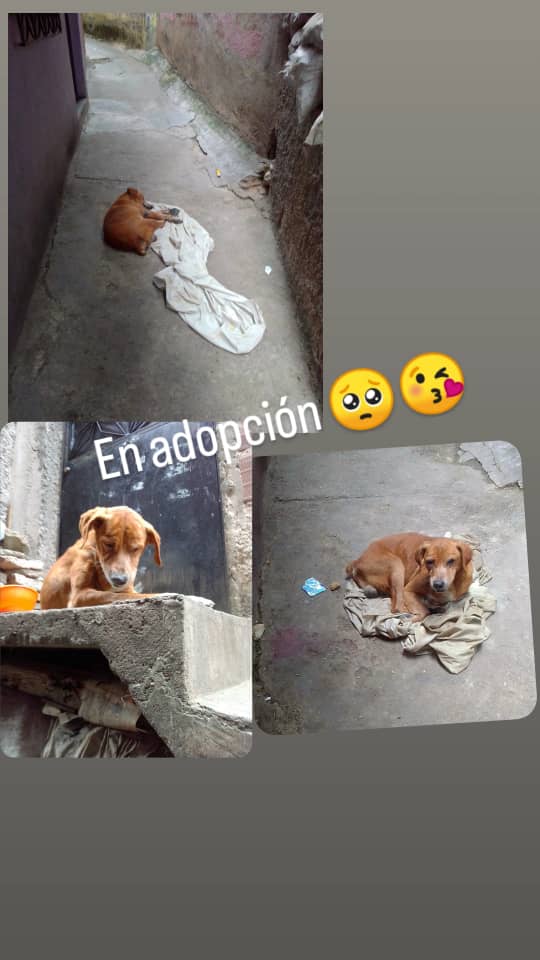 RamsesVazBlanco's tweet photo. Reenviado. Me llamo Brando mi Dueño murió y estoy triste nesesito un hogar ya que estoy en la calle tengo 2 años soy tranquilo y muy obediente,Caracas,04142312924.Gracias 🙏🐶😔💕 https://t.co/kzKCkzuqHA