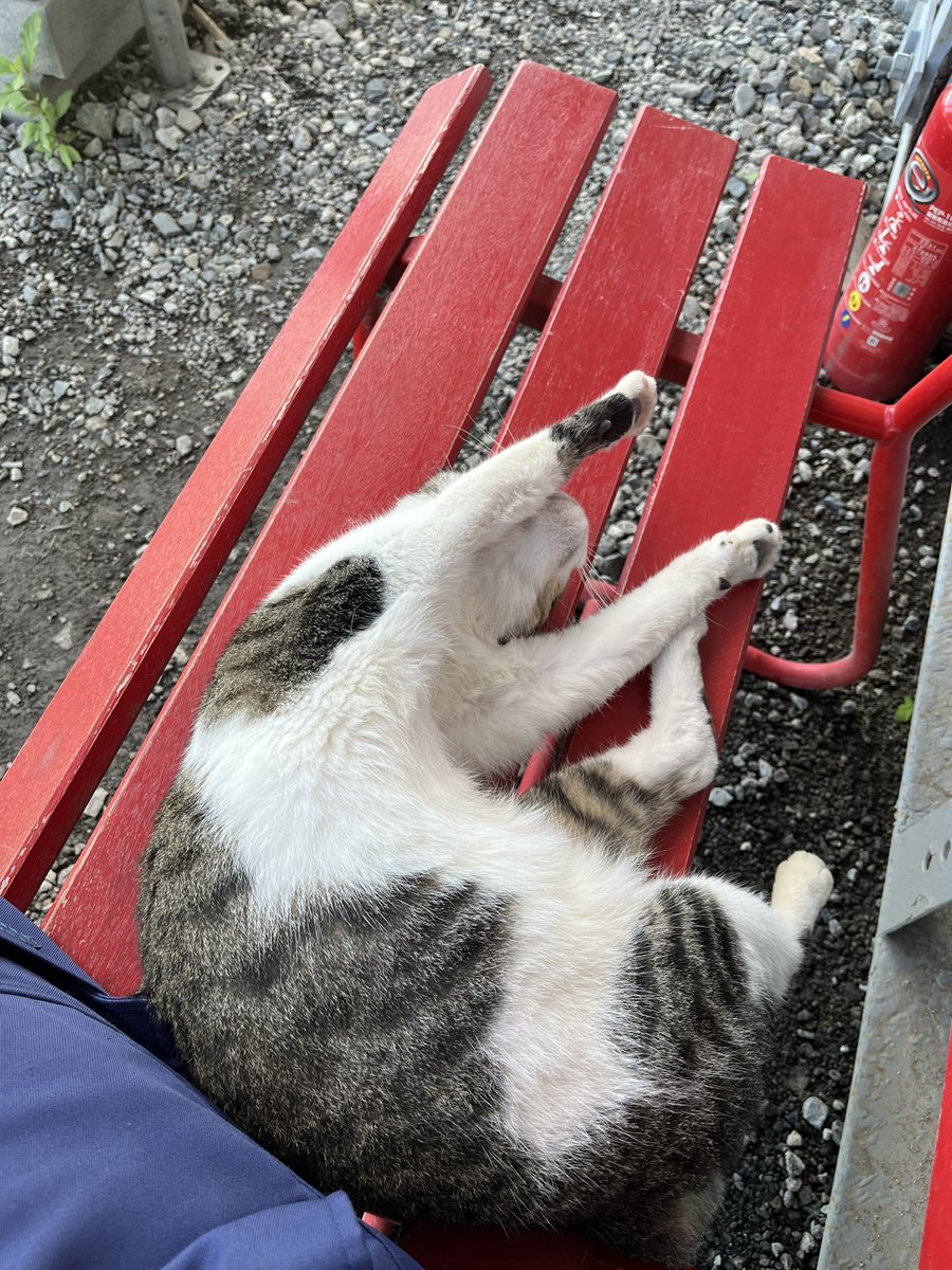 hide07190814's tweet photo. あまりの暑さにお手上げ🐱
 #ねこ
 #実は猫好き https://t.co/u7IEUQE8xs