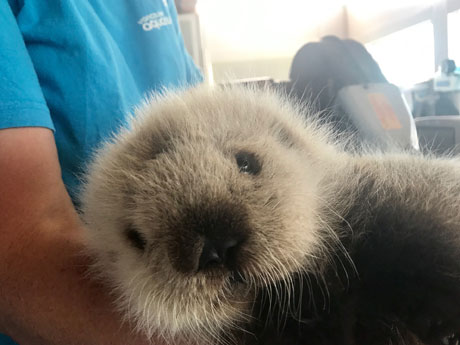 【中古】 みんな おともだち かわいい赤ちゃん ラッコ 動物 楽天市場】かわいい赤ちゃん ラッコの通販