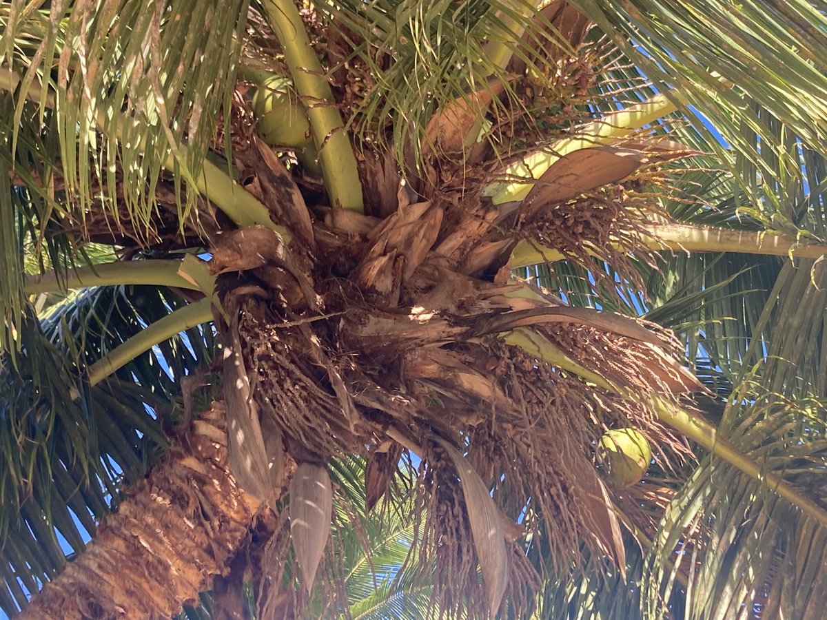 I’m just going to sit under here waiting for someone to bring me a piña colada. #happyalohafriday