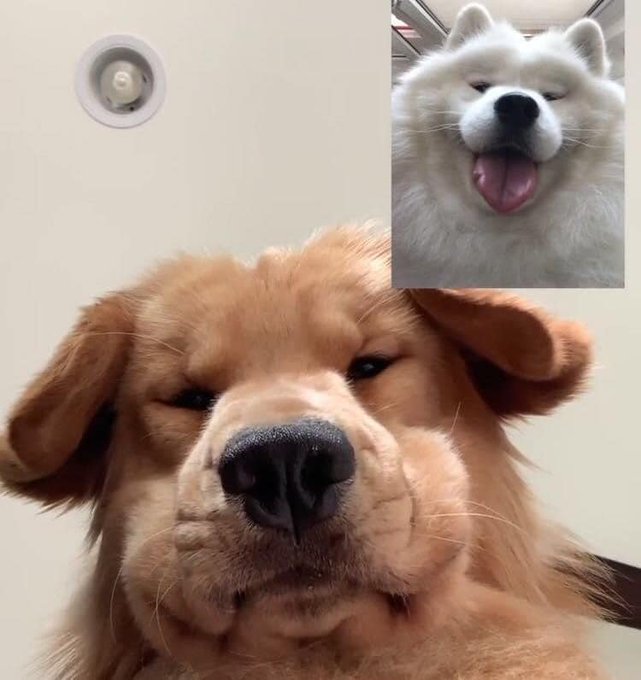 ❃❃ CUTEST CONVERSATION 🤣💗🥰 #dogsoftwitter #DogsOfTikTok #dogs