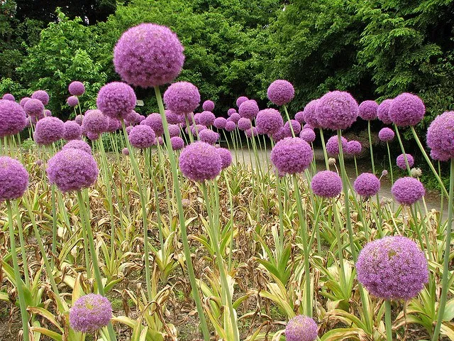 フルスロットル 今日の花 ギンガチューム アリウム ギンガチューム 花言葉 深い悲しみ 正しい主張 W 英語での花言葉は Prosperity 繁栄 Good Fortune 幸運 Humility 謙遜 らしいよ W 違い過ぎ