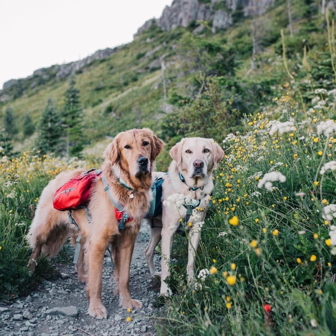 These pups are the best adventure buddies!