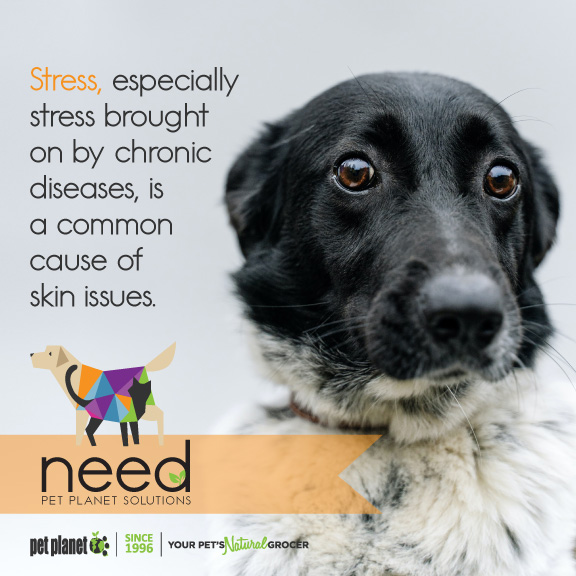 Understanding that skin &amp; hair issues can be some of the first signs of more severe conditions is critical to catching the disease early and working closely with the pet’s vet to confirm the diagnosis. Once a diagnosis has been determined, Pet Planet is here to help.

#stress