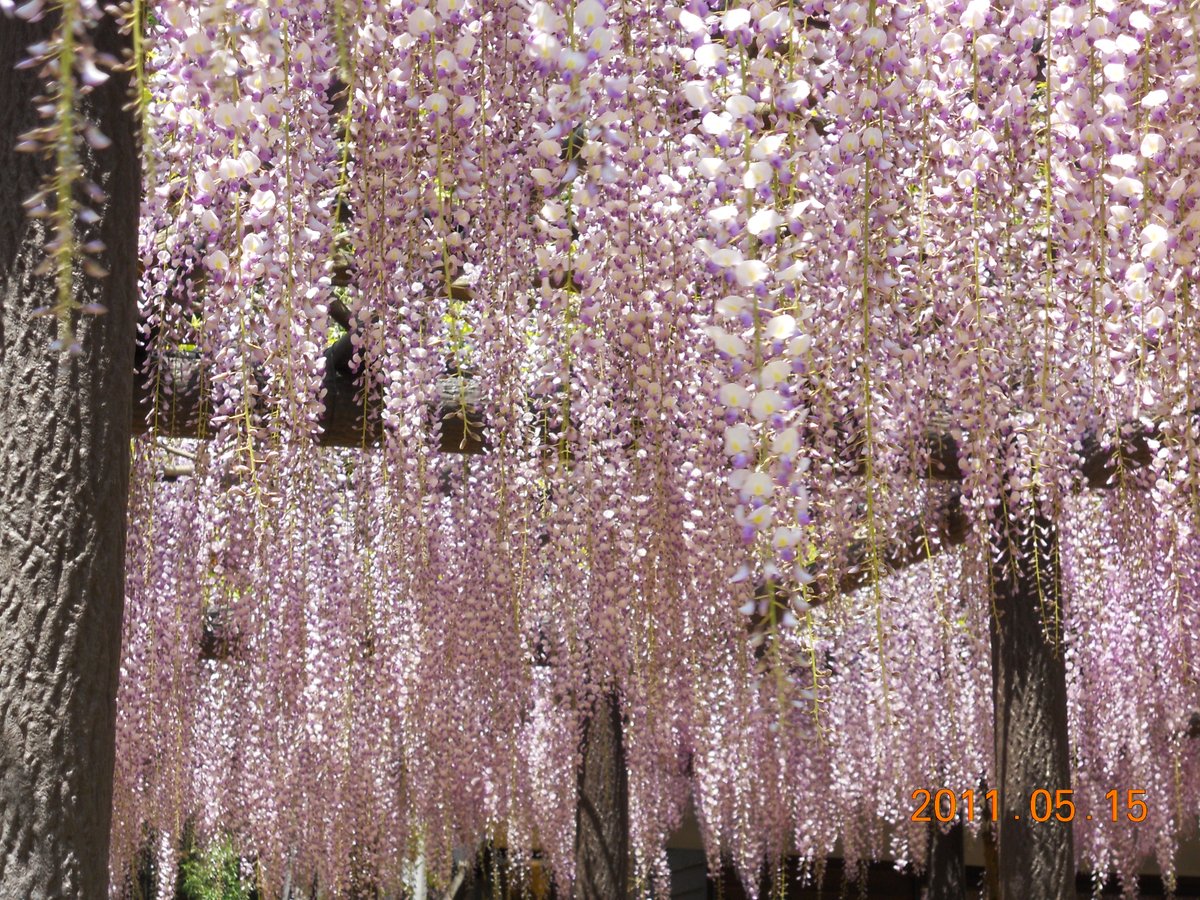 兵庫丹波市にある白毫寺に行った時の写真

九尺フジ