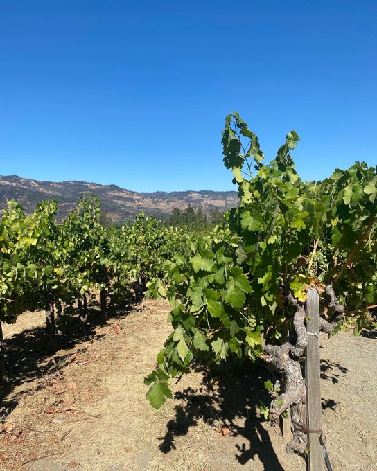 Napa valley is gorgeous 😻 https://t.co/9zNUSTROcX