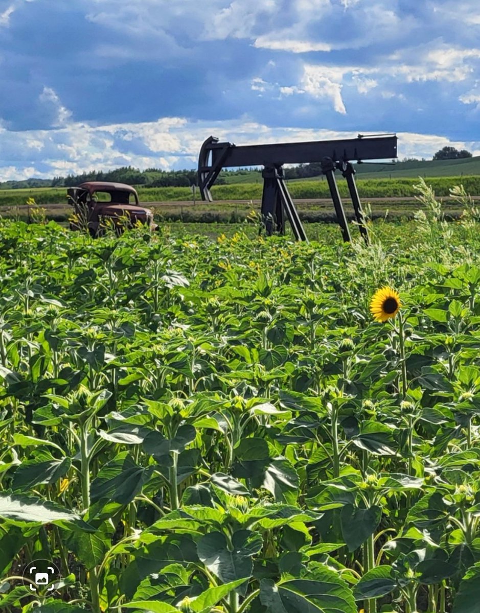 SharkMcdon's tweet photo. Woo-Hoo! Our very first Sunflower Bloom @Sunflower_upick for 2022!! https://t.co/8SKZFeoCbb