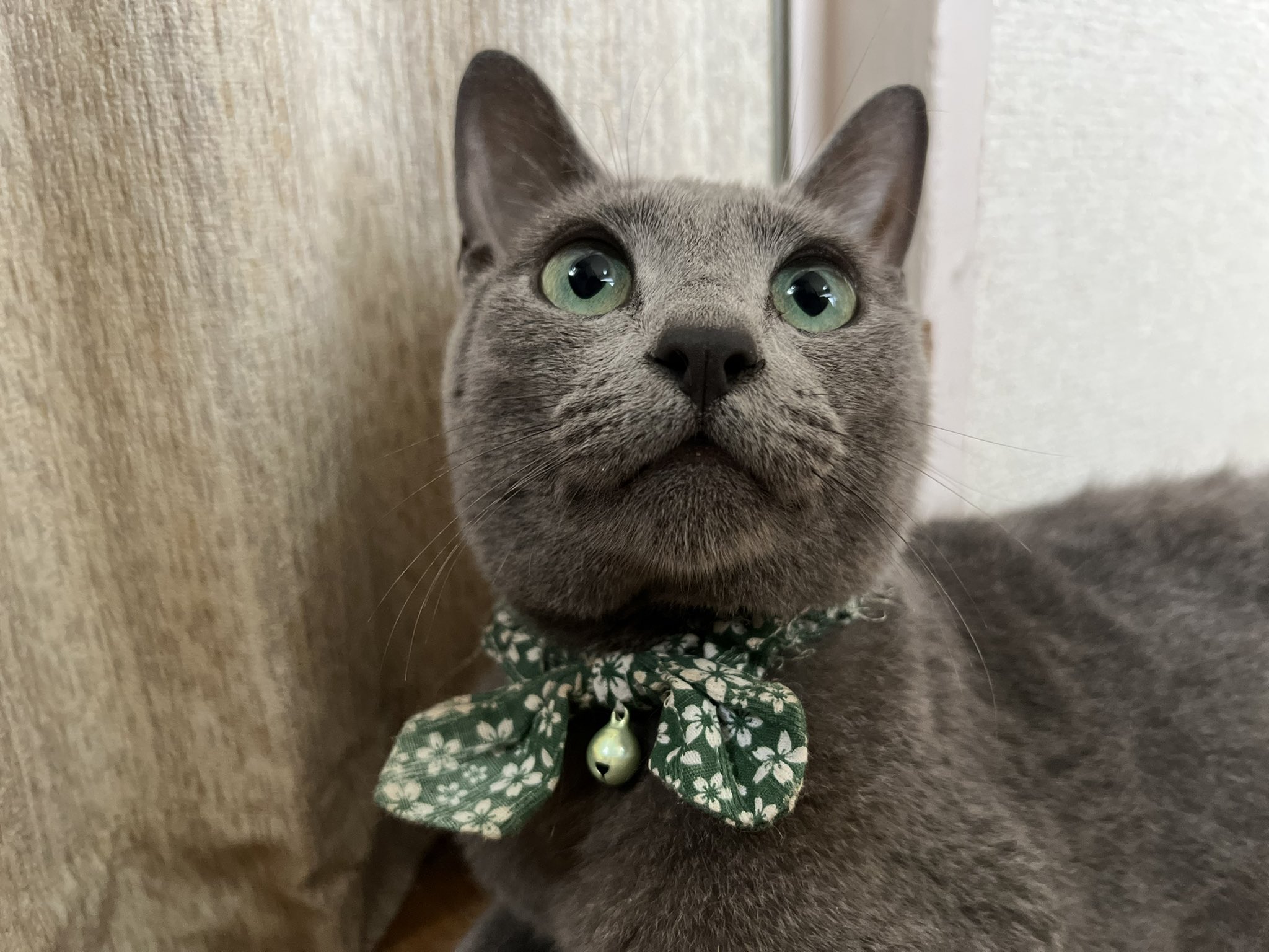 ルーシーロシアンブルー 今日のルーシーロシアンブルー ルーシーロシアンブルー男の子2歳 イケニャン 親バカバンザイ 猫好きさんと繋がりたい ロシアンブルー好きさんと繋がりたい T Co Xuegodus1h Twitter