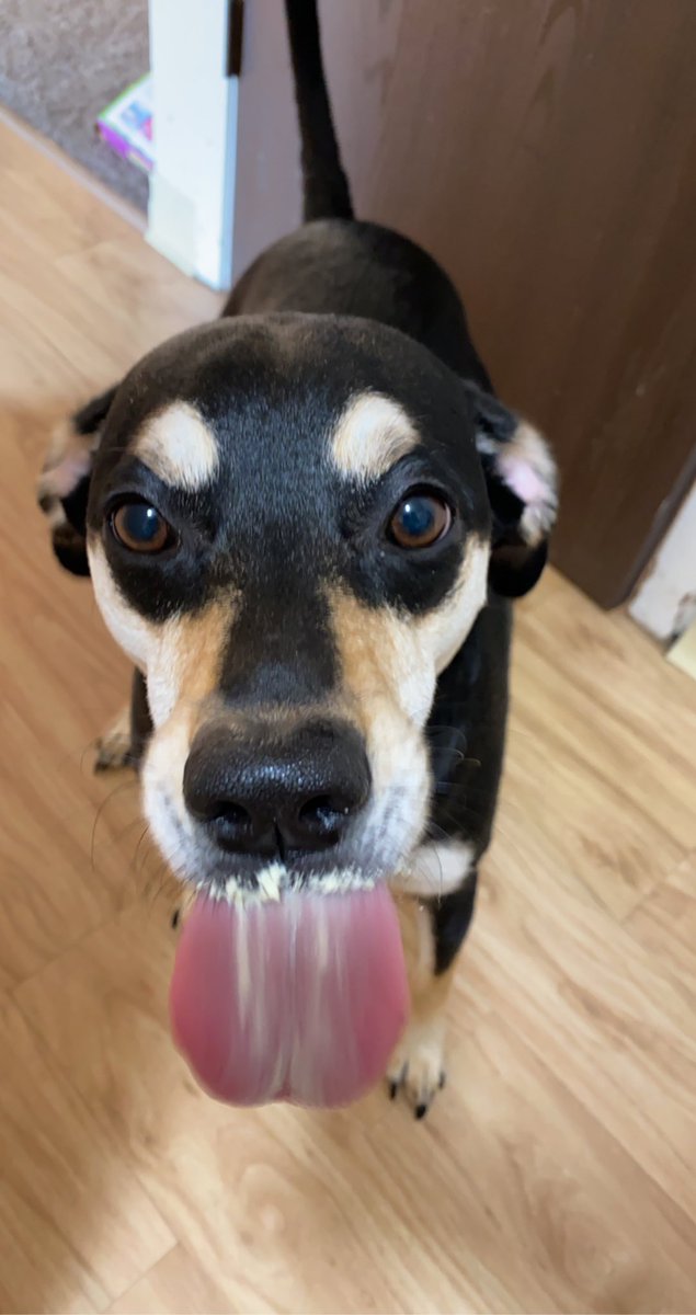 CommanderNaya's tweet photo. @ChristenPress #dogsforchristen https://t.co/hQ46cAeRSi