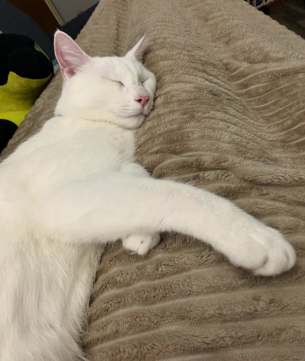 bibyboots's tweet photo. Hey everyone! I’m going live at https://t.co/FsN4YqxTZq to play the cool cat game #Stray ! We’ve been waiting for it for a long time & it’s finally here! Come join me!
#twitch #PhotoOfTheDay #CatsOfTwitter #twitchcommunity #GhostOut https://t.co/nv3nlLO5pm