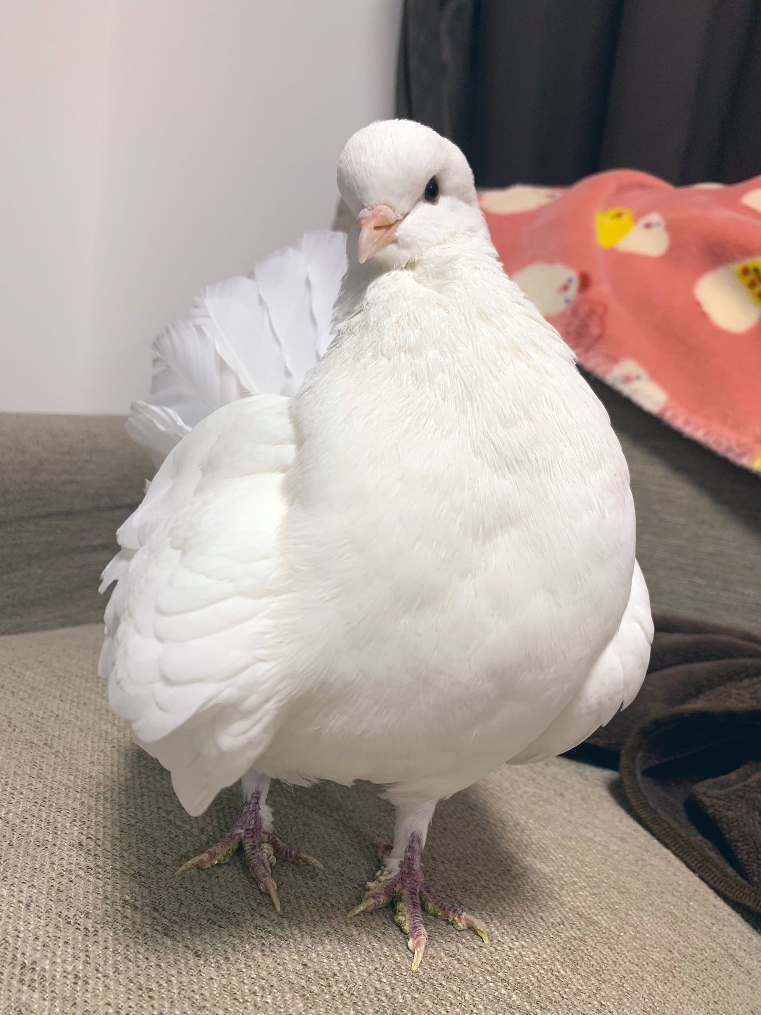 Mdp まいさん おはぽ ねぇ 朝からコスッてご満悦な鳩です 誇らしげな鳩胸 鳩可愛いよ鳩 鳩は天使 デッカイ鳩 ばいんばいん 鳩 クジャクバト らむちゃん T Co 2b1rf2o24p Twitter